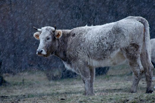 Cow grazing at a pasture during a snow storm