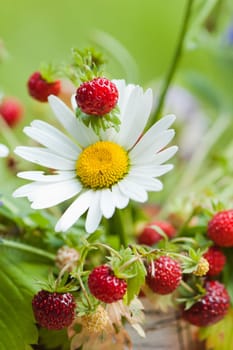 Bouquet from a camomile and wild strawberry