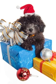 The small puppy of a poodle with New Year&#039 s gifts