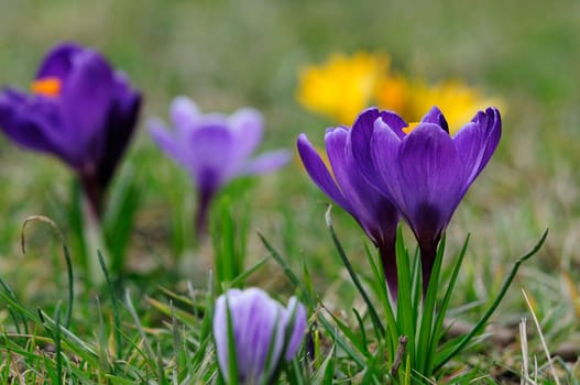 Crocus Land