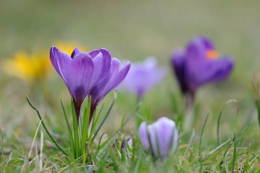 Crocus Land