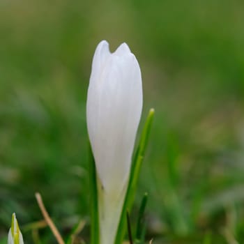 Crocus Land