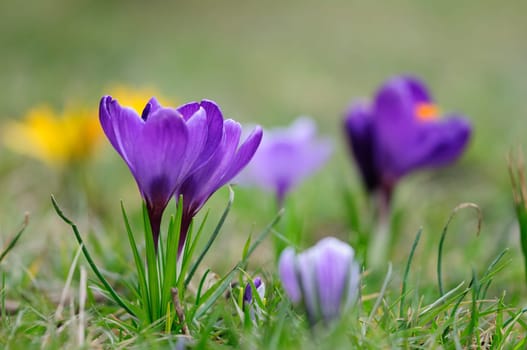 Crocus Land