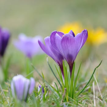 Crocus Land