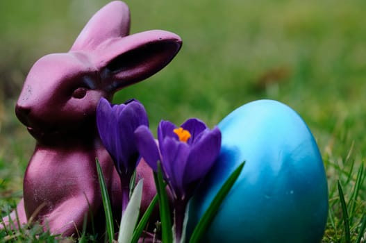 Easter crocuses