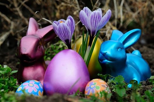 Easter crocuses