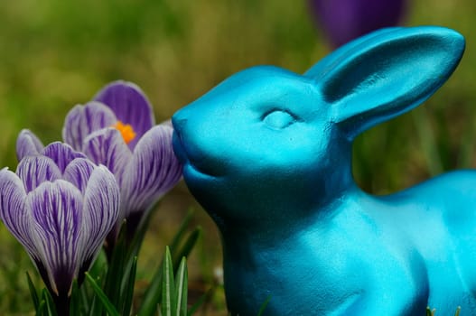 Easter crocuses