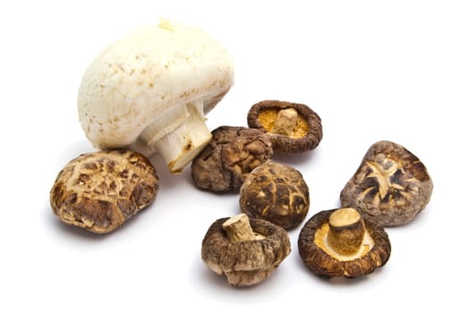 Dried and fresh mushroom closeup on white