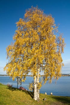 Beautiful autumn tree by the blue lake