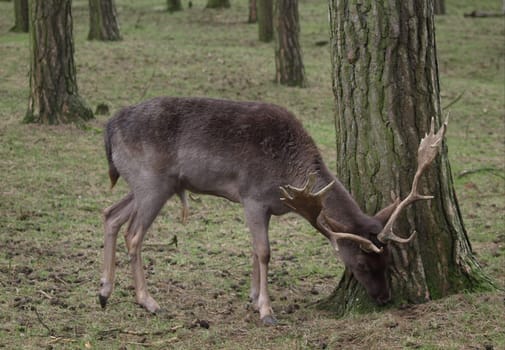 European roe deer - roe deer