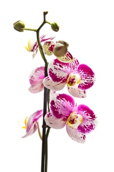 Beautiful fresh orchid isolated on white background