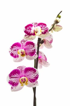 Beautiful fresh orchid isolated on white background