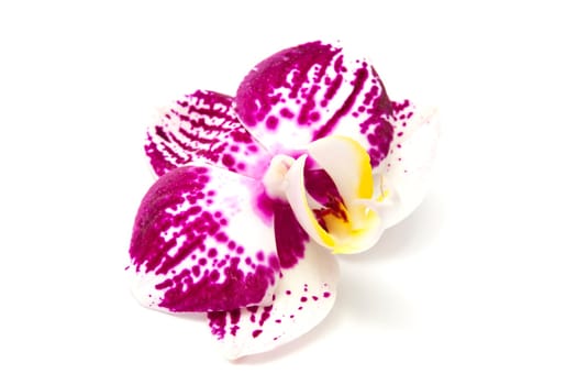 Beautiful fresh orchid isolated on white background