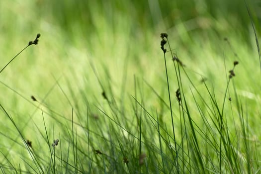 Grass on a field in a summer day