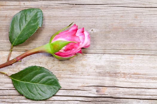 Rose with wooden background