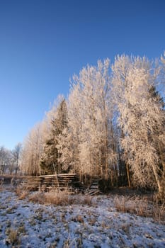 Beautiful Landscape of winter forest