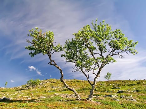 Lonely tree on the mountain