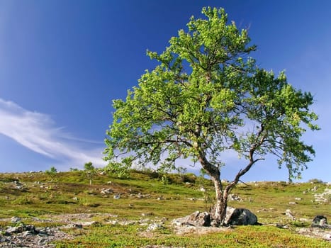 Beautiful landscape of tree and sky