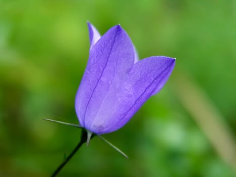 Beautiful wild flower closeup on green