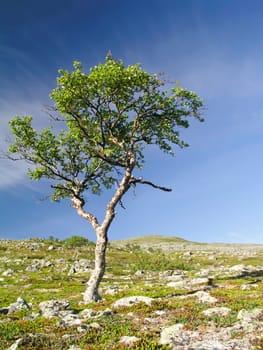 Lonely tree on the mountain
