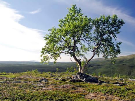 Lonely tree on the mountain