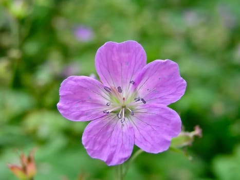Beautiful wild flower closeup on green