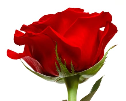 red rose isolated on white background