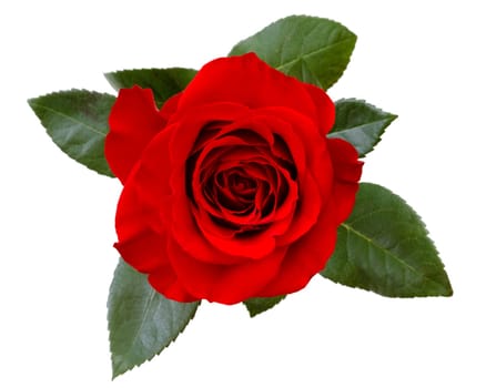 red rose isolated on white background