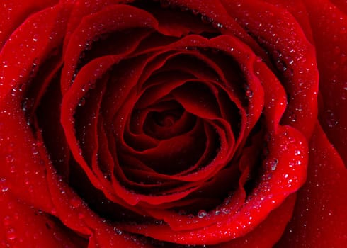 red rose with water drops