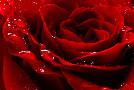 red rose with water drops