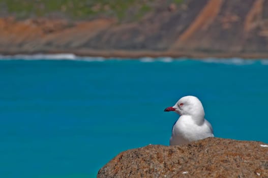 Brooding Seagull