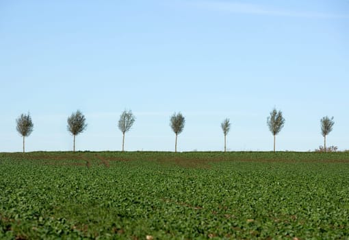 Blasted Trees in a row