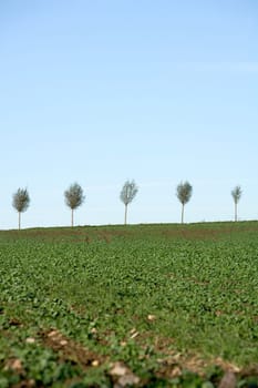Blasted Trees in a row