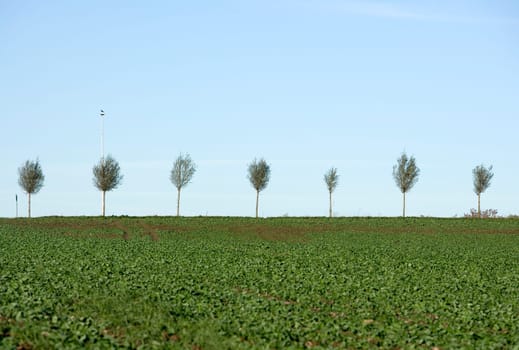Blasted Trees in a row