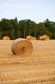 Hay stacks on a field
