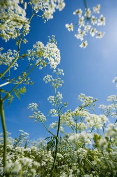 Cow Parsley from low angle view towards blue sky