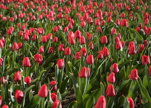 Full Frame of Red Tulips