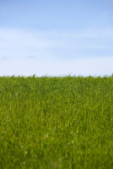 Green Grass in front of blue sky