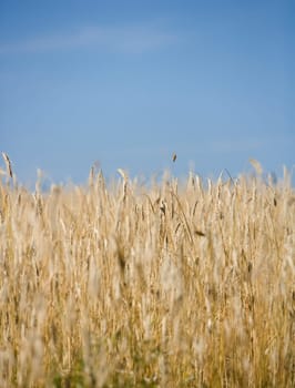 Oat field with selective focus towards blue sky