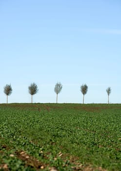 Blasted Trees in a row