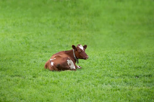 Single cow on a green field