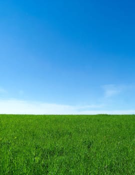 Green Field towards Blue sky