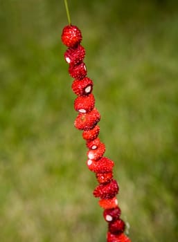 Wild Strawberries on a straw