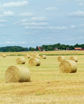 Hay stacks on a field