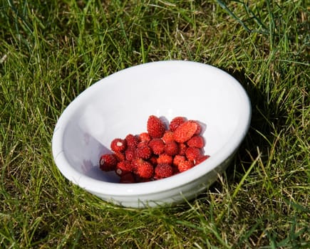 Close up of a plate with wild Strawberries