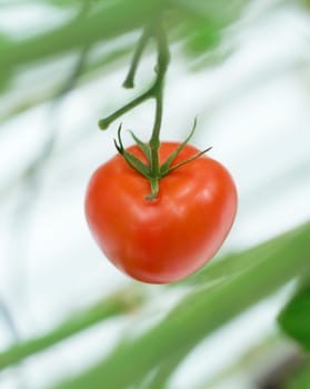 Close up of a single tomato