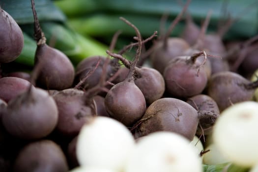 Large group of Root Beats with selective Focus