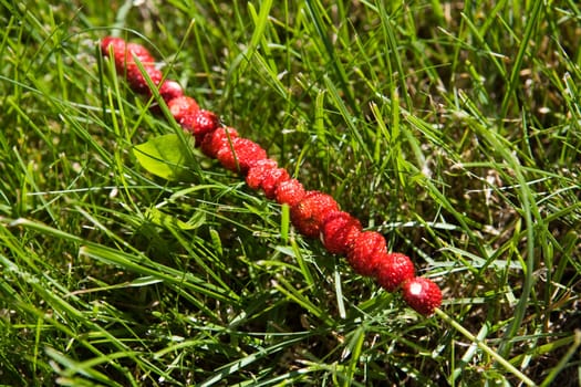 Wild Strawberries on a straw
