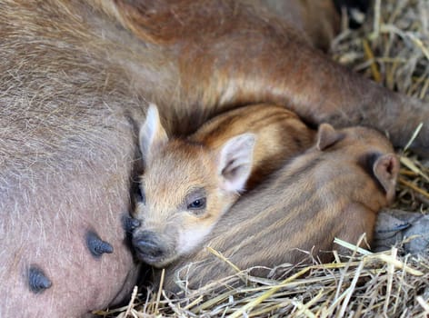 Newborn woolly piglets at Sababurg Zoo