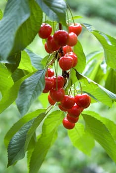 Red cherries in the tree with leaves